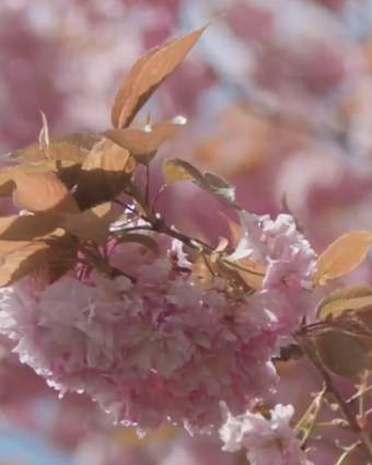 Blossoming Cherry Trees