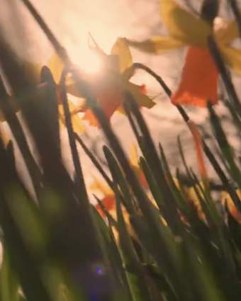 Spring Blooms in Focus