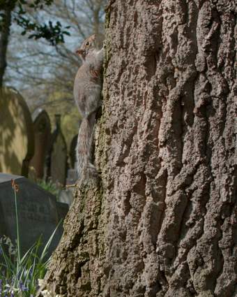 Squirrel on an Old Oak