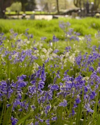 Bluebells in Spring