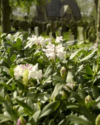 Rhododendrons by the Chapel