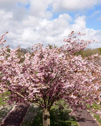 Blossom on the Avenue