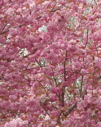Blossom in the park